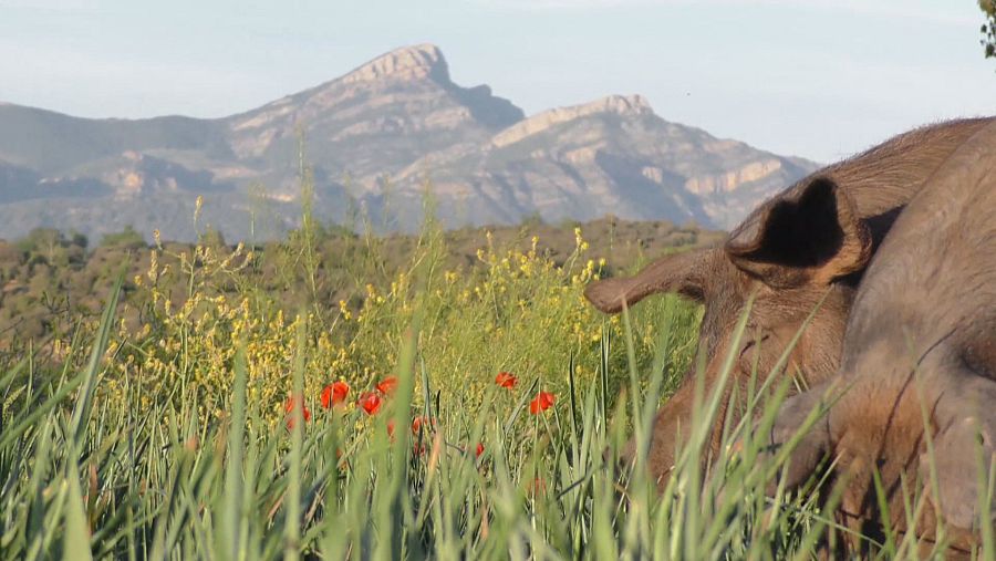 ganado porcino pastando frente a penyagolosa