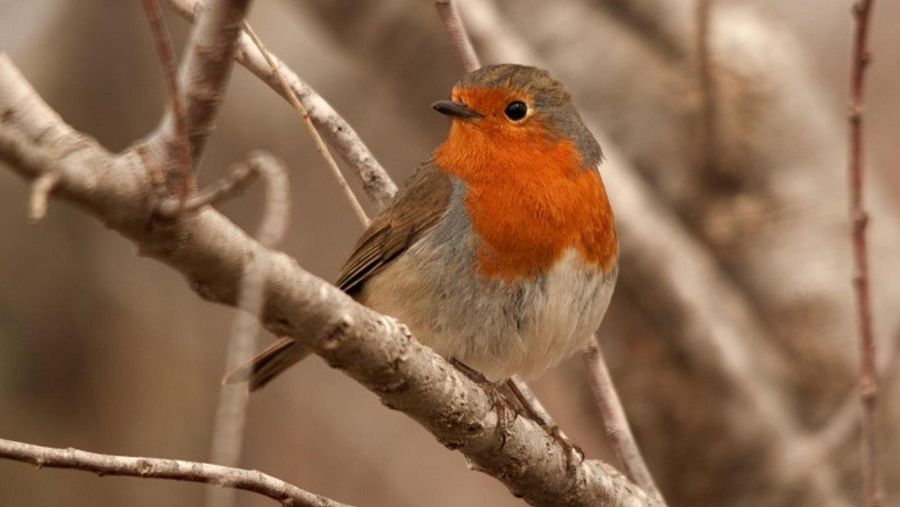 La ciutat deixa enrere l'anterior Pla del Verd i de la Biodiversitat 2013-2020 i dóna pas al Pla Natura