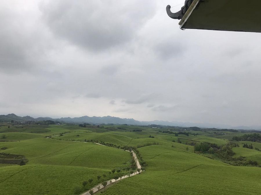Campos de té ecológico en Meitan, China. En total son 600.000 hectáreas de cultivos. Foto: Mavi Doñate, corresponsal de TVE en Pekín.
