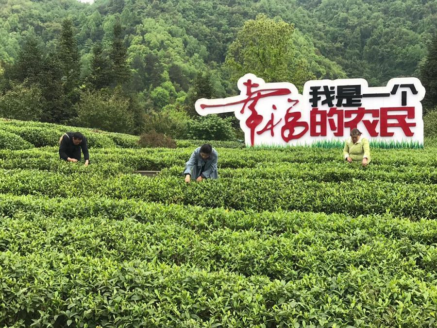 Campesinos recogen té en Metian, China. 380.000 habitantes de la zona viven de ello. Foto: Mavi Doñate, corresponsal de TVE en Pekín.