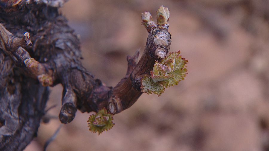 Aparecen brotes verdes en un viñedo de Tudellila en La Rioja