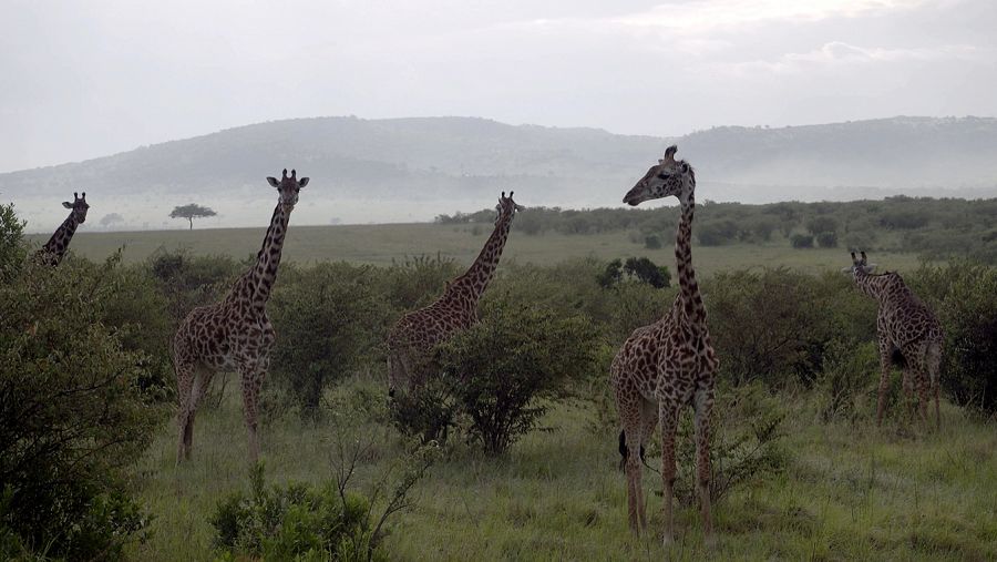   Jirafas en su hábitat natural, Kenia