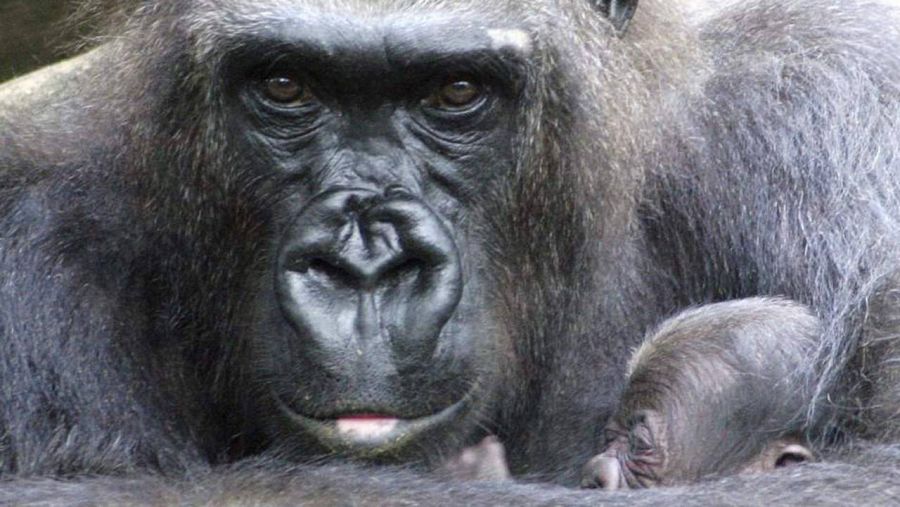 El genoma humano es muy similar al de los grandes gorilas. Sus antecesores son los mismos que los de los chinpancés y los nuestros