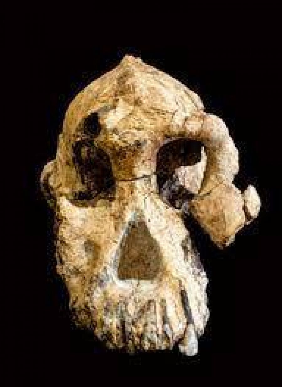 El cráneo de Lucy, encontrado en Etiopía en 1974