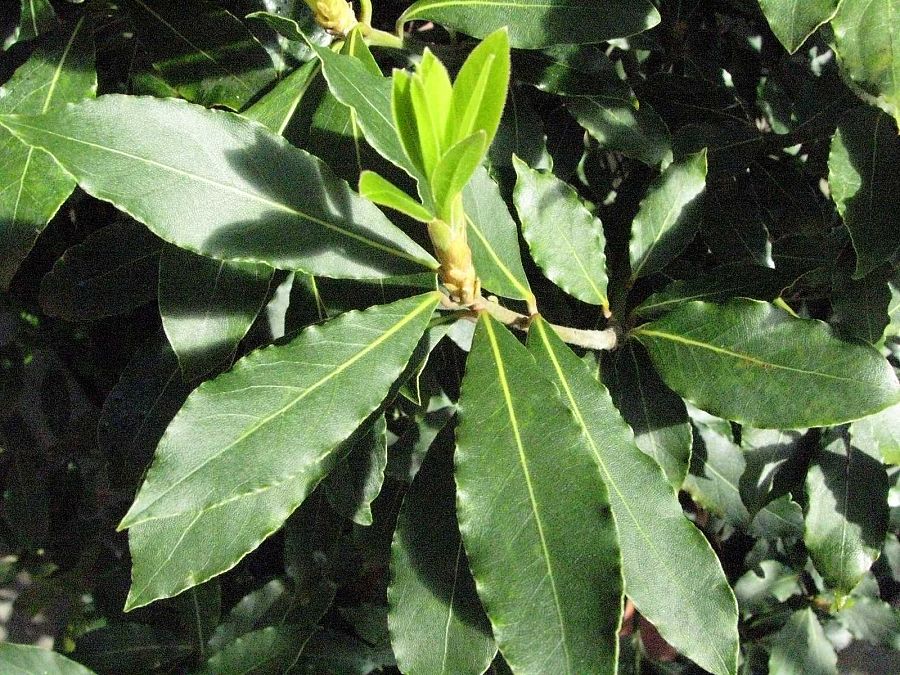 Del laurel toman su nombre los bosques de laurisilva, porque sus hojas se parecen a les de esas selvas de temporaturas templadas