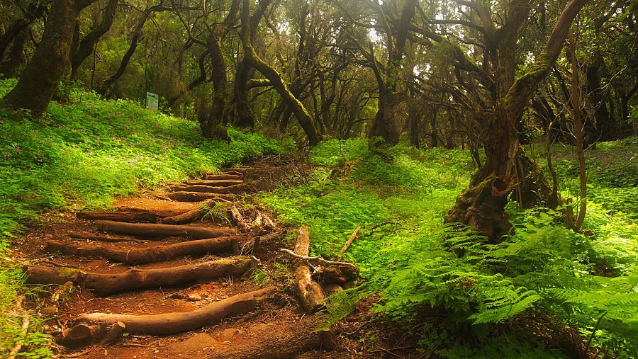 Hace 10 millones de años, cadsi toda la Península Ibérica estava ocupada por laurisilva, como la del actual Garajonay