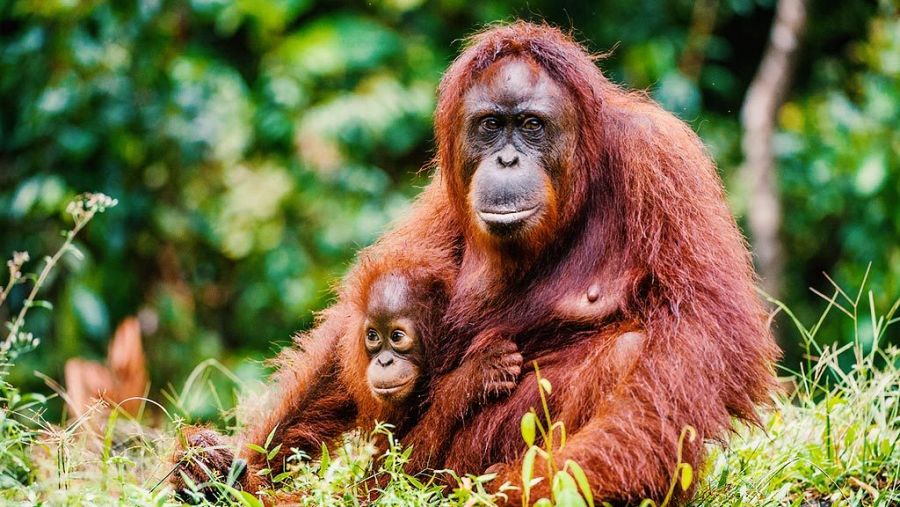 Es un primate homínido, y su nombre, Orangutan, significa persona del bosque