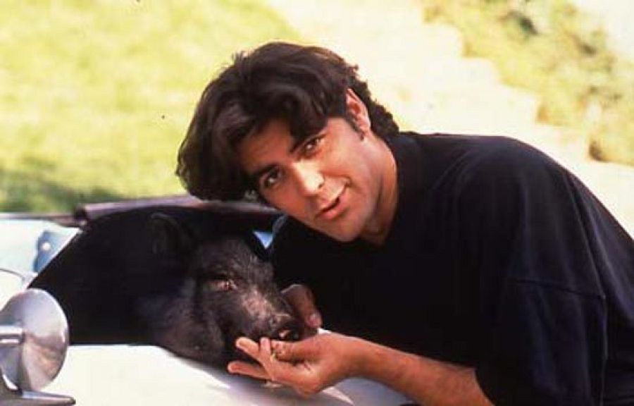 George Clooney junto a Max, su cerdo vietnamita