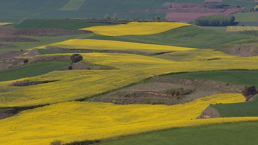 Campo de colza en plena floración