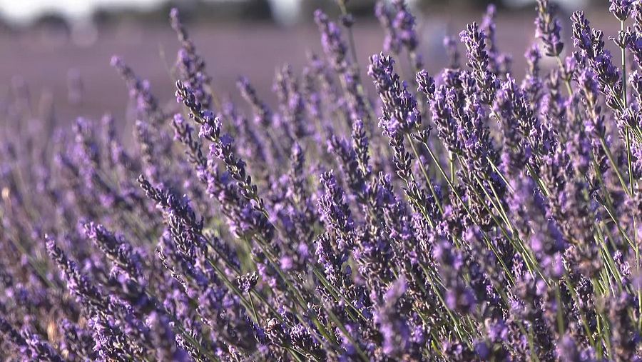 Campos de lavanda en Tiedra