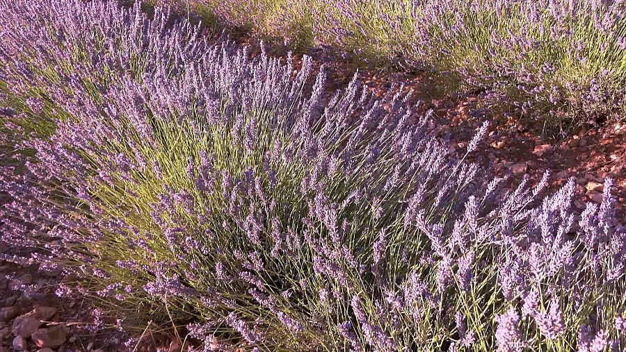 Campo de lavanda