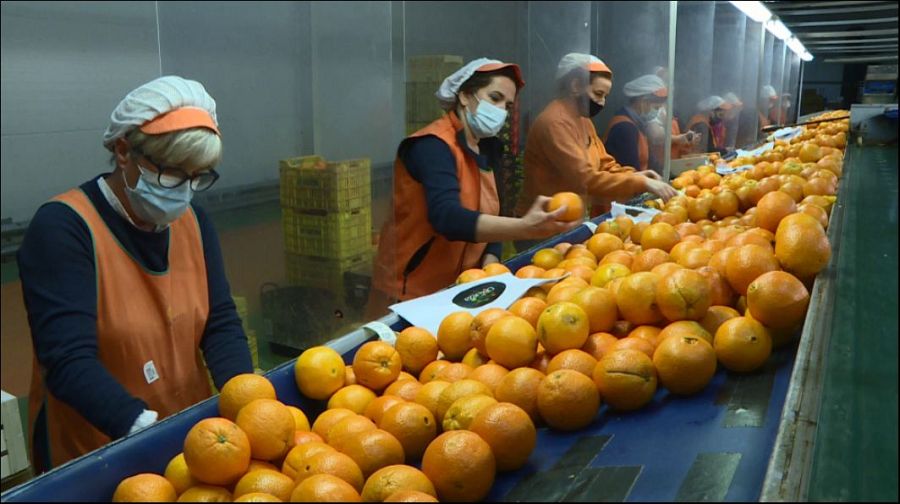 Agricultoras de cítricos en Valencia