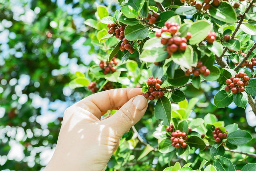 Cerezas de café maduras