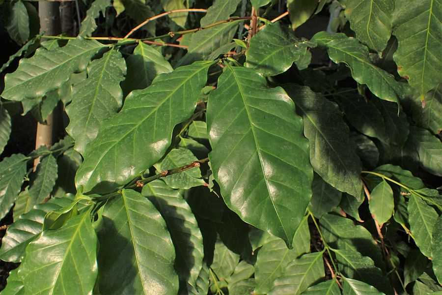 Así es la planta del café del futuro o Coffea Stenophylla