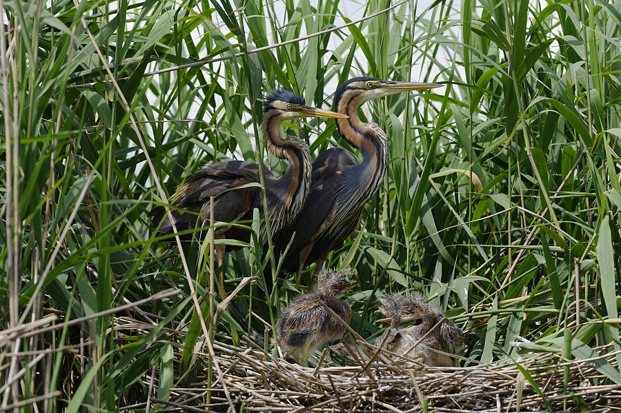 Garza Imperial en Castronuño