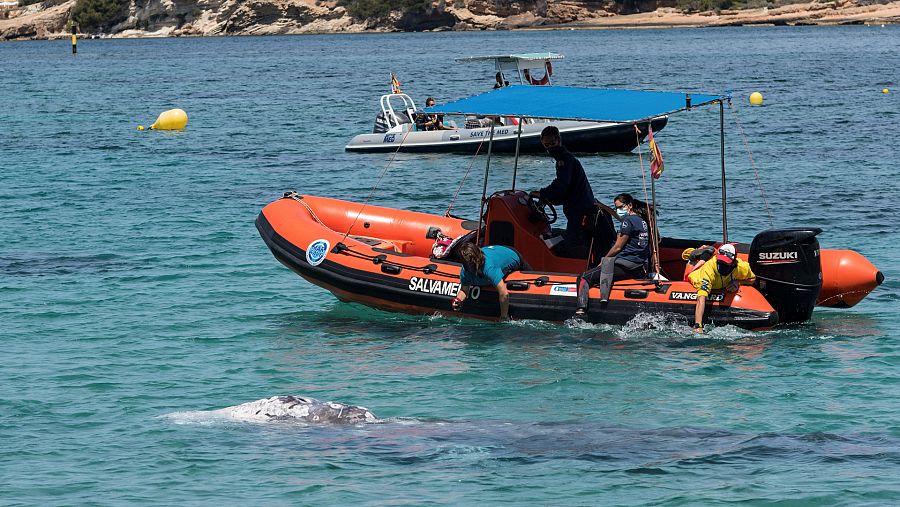 Una ballena gris aparentemente enferma que nada en aguas de Santa Ponça, en Calvià
