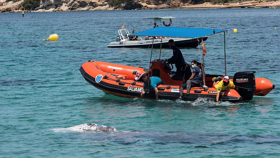 Una ballena gris aparentemente enferma que nada en aguas de Santa Ponça, en Calvià