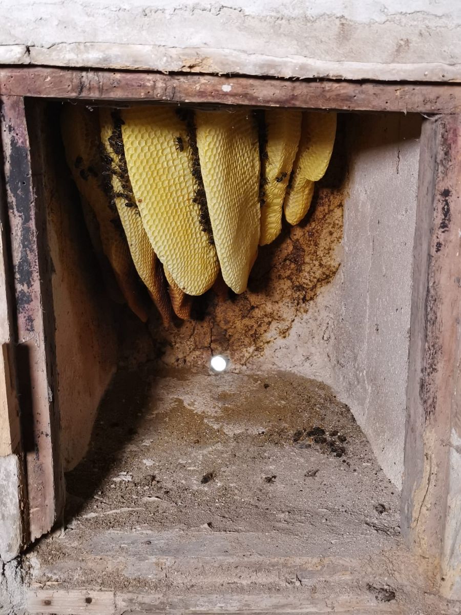 Las abejas del colmenar de hornos del Tío Nicolás