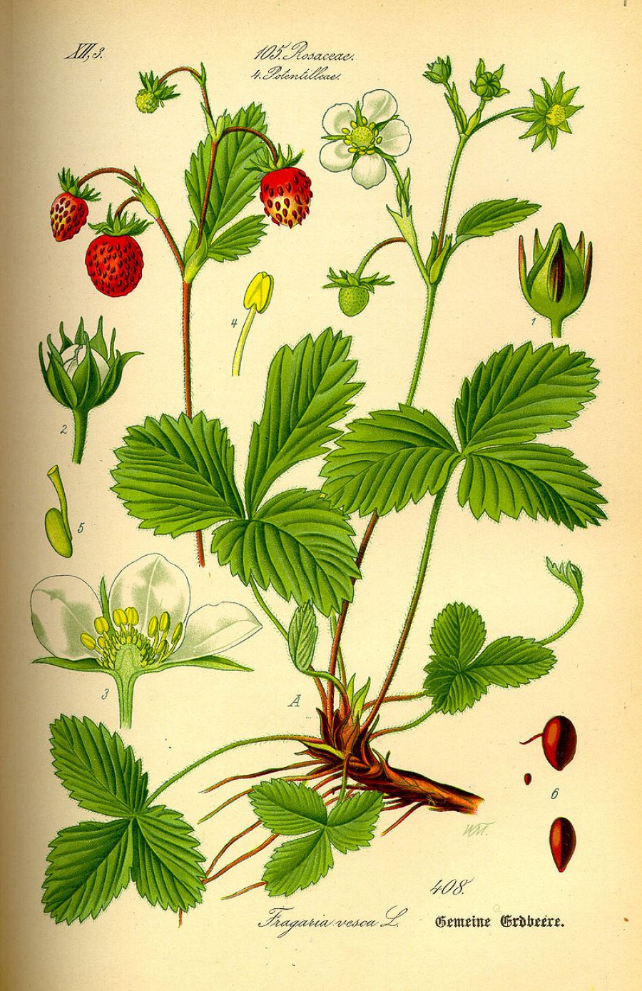 Ilustración de la antigua fresa, Fragaria vesca