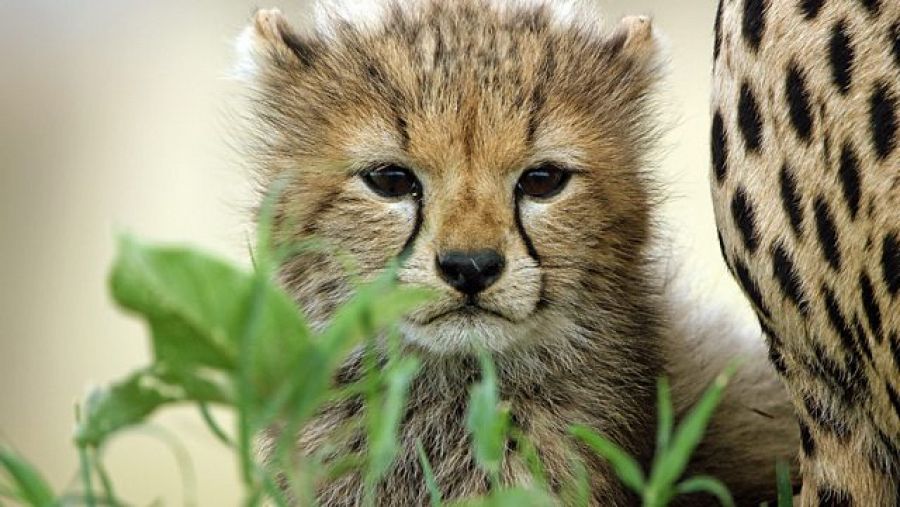 Como veremos en el episodio 'Conflicto', la armonía no reina siempre en la gran sabana del Serengeti