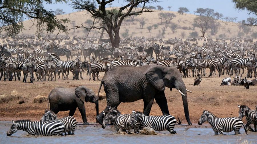 Los herbívoros, cebras y elefantes, conviven en paz, simpre vigilantes al ataque de algún depredador