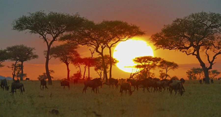 Cuando oscurece es cuando los leones y las hienas intensifican la caza en el Serengeti
