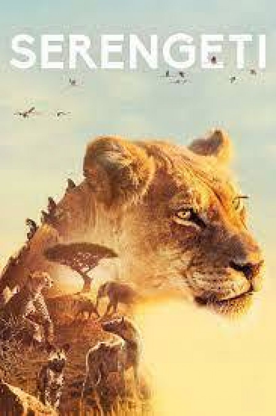 La leona Kali que conocemos en el primer pisodio de Serengeti es la protagonista de cartel de la serie