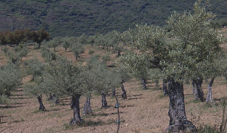 Olivos de la variedad Zorzal de Arribes