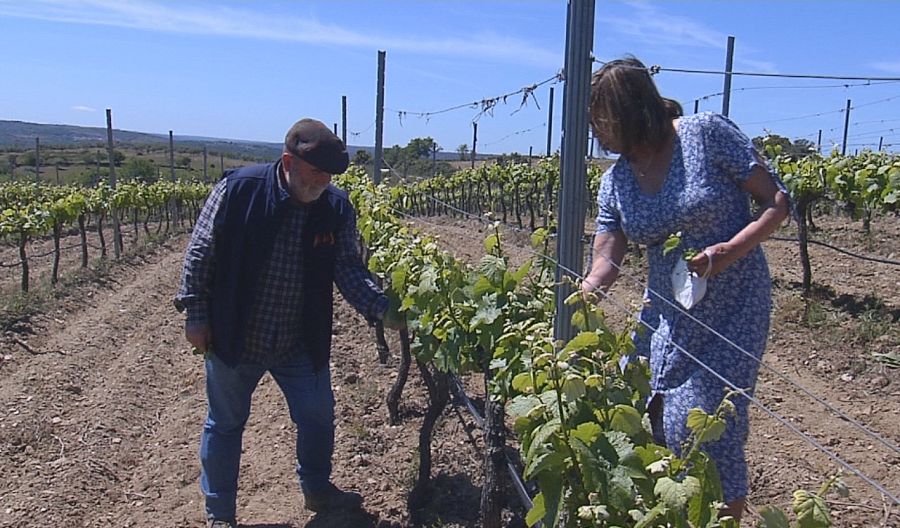 Enrique y Carmen en su viñedo de la variedad Bruñal