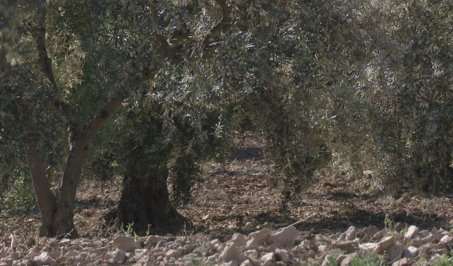 Olivar de montaña en las inmediaciones de Montejaque