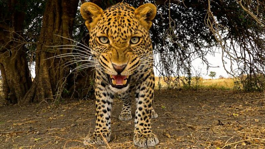 Kike es un joven leopardo que aún debe aprender cómo sobrevivir en Serengeti