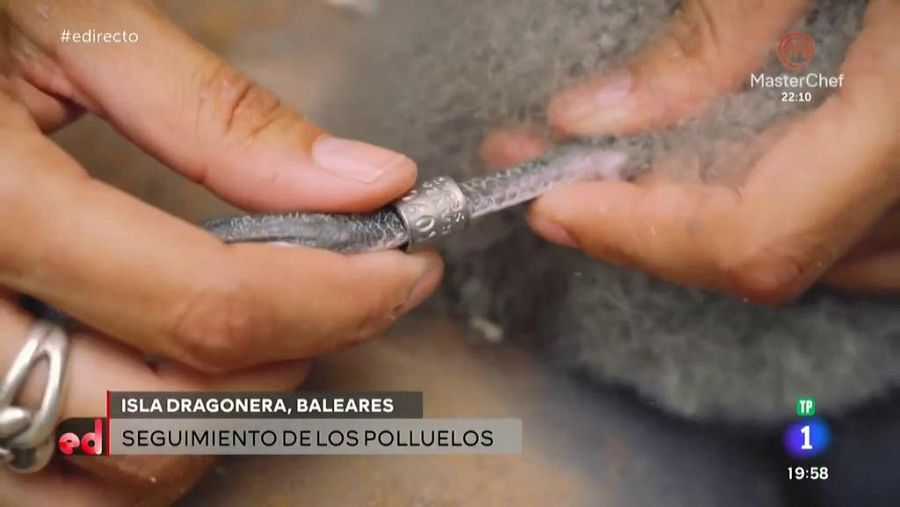 Anillando polluelos de pardela balear