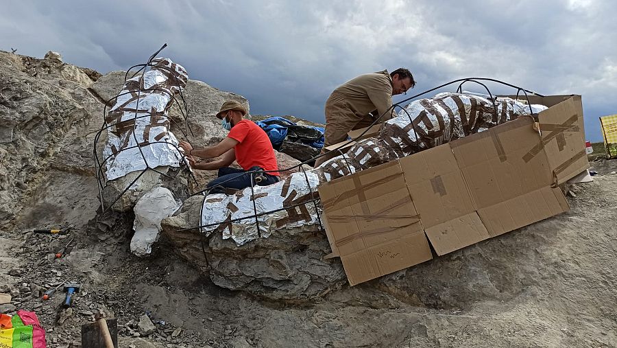 Paleontólogos tras la excavación de la serie vertebral articulada, una vez protegida con yeso