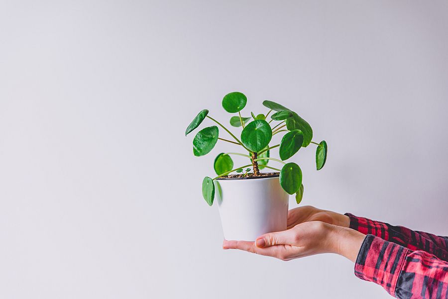 Pilea Peperomiides