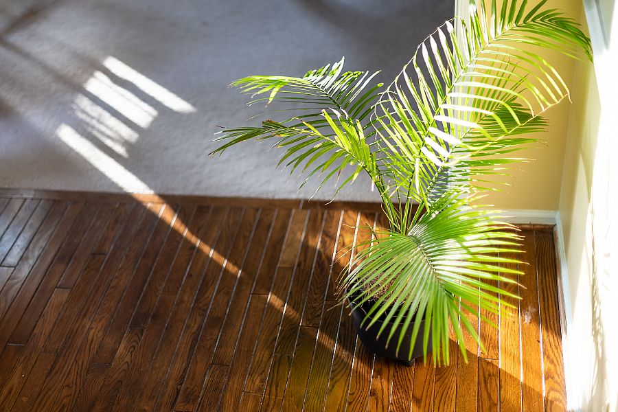 Areca, palmera de interior