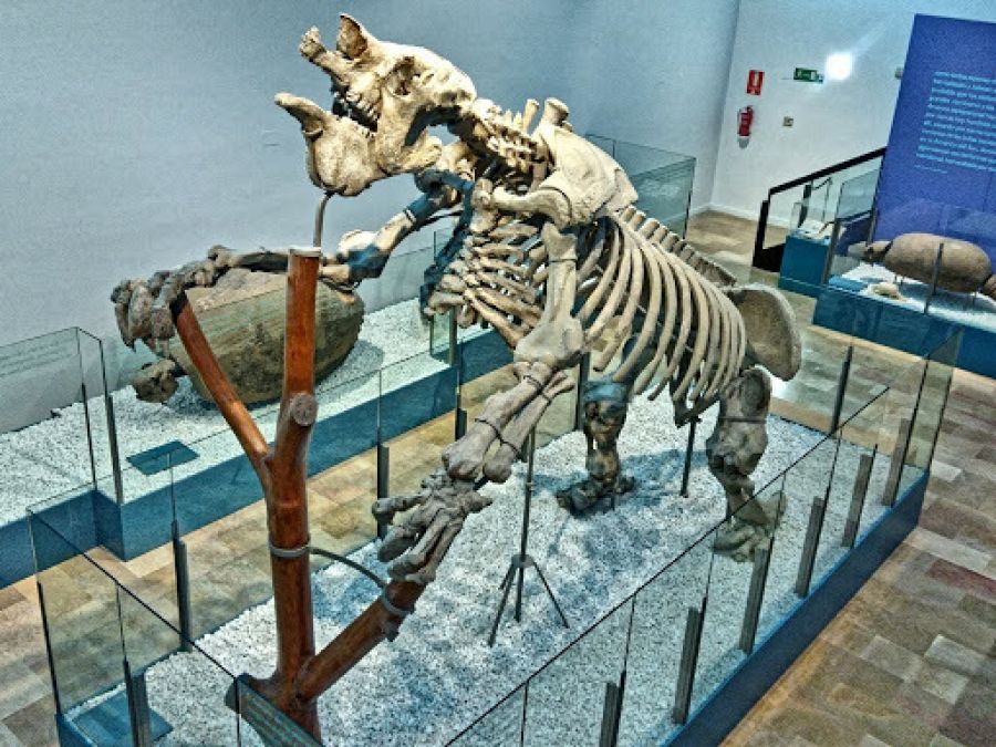 Museo de Historia Natural de Ontinyent: un esqueleto real