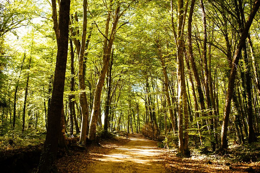 Bosque de hayas de Fageda d'en Jordá