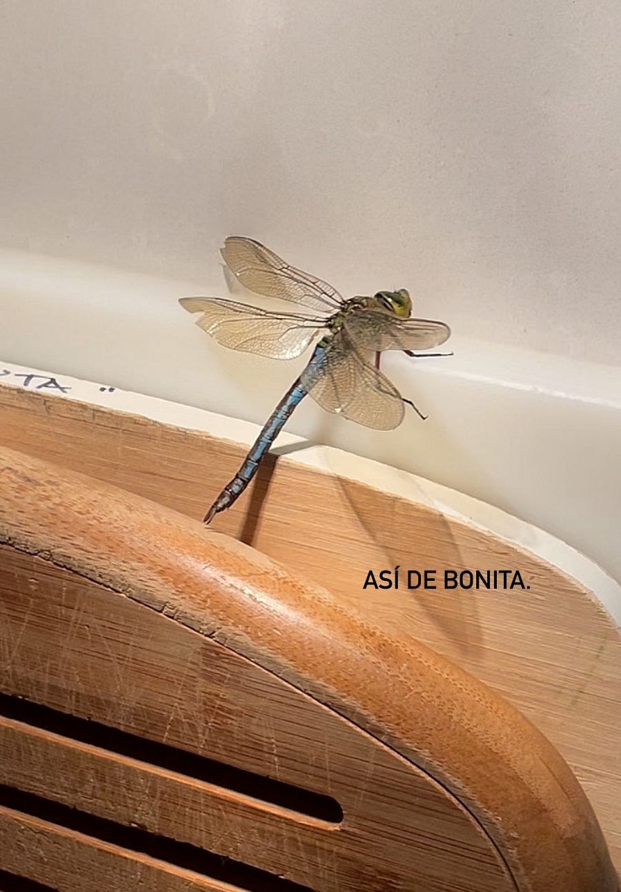 Una bonita libélula se cuela en casa de Sara Carbonero