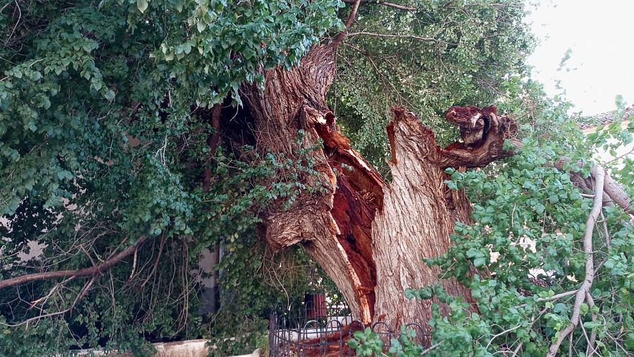 Árbol centerario destrozado en Librilla por las lluvias