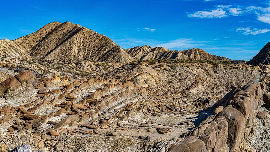 Colas de Dragón en el Desierto de Tabernas