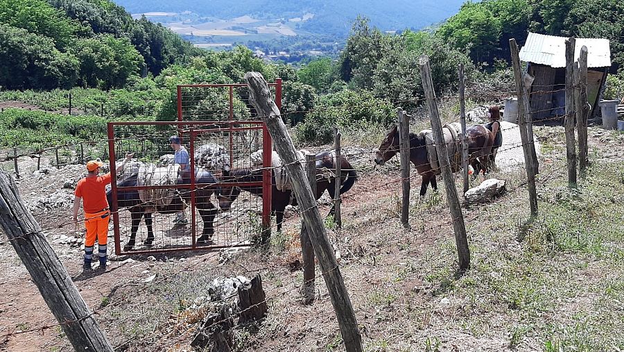 Los mulos que los Bucci ponen al servicio de la comunidad de Artena