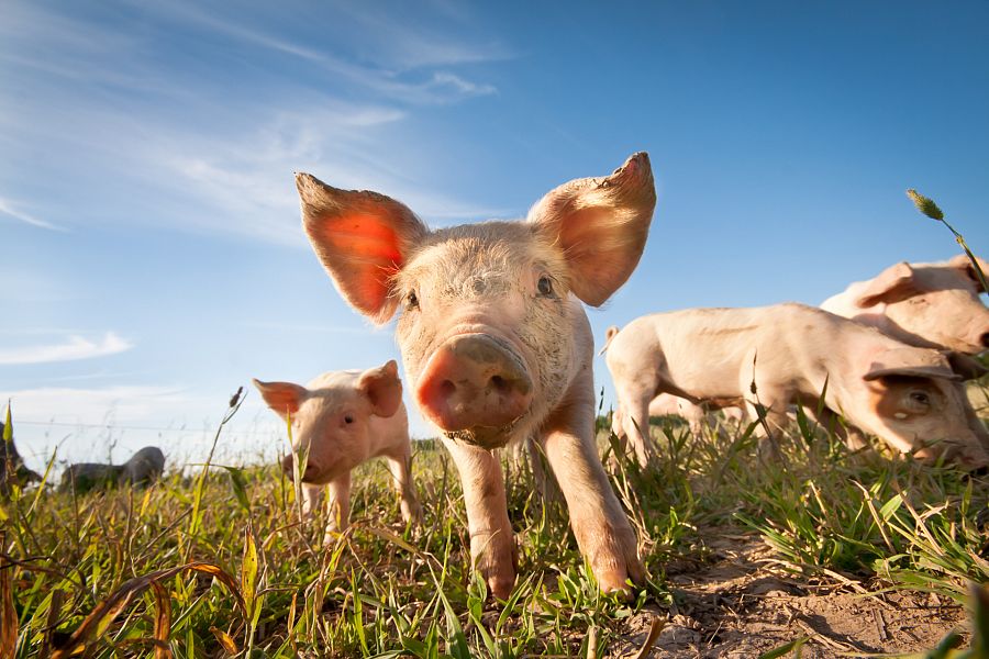 Los cerdos son unos animales muy inteligentes