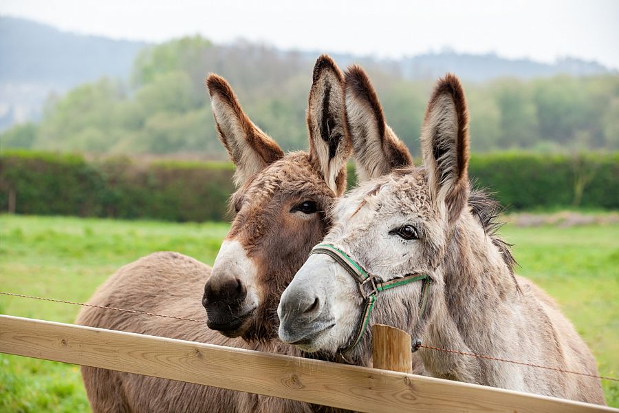Los burros: animales con un instinto muy desarrollado