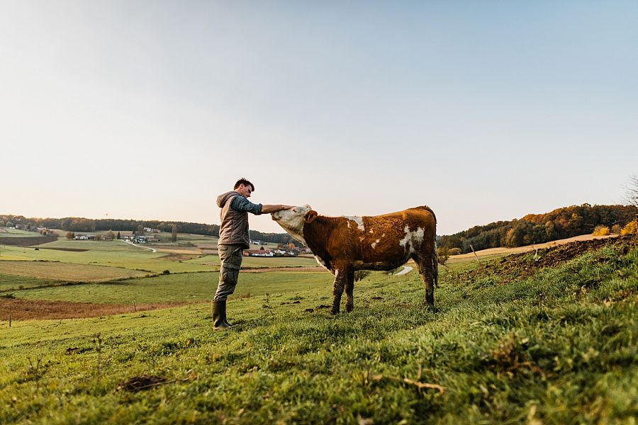 Las vacas son animales muy sensitivos