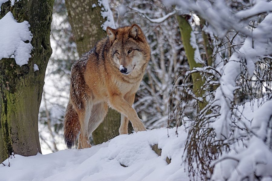 Un lobo solitario en los bosques nevados