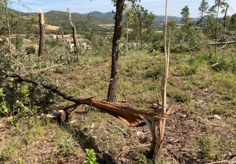 Fotografia de diversos arbres escapçats | Font: Meteocat