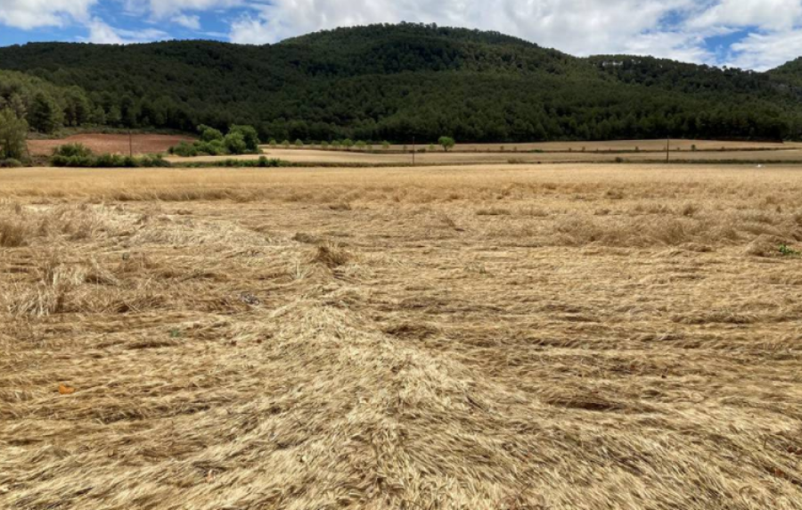 Fotografia d'un camp de cereals amb les espigues tombades | Font: Meteocat