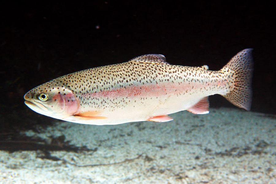 La trucha de arcoiris es una de las dos especies que se pescarnen el Duero, el río que riega la ciudad de Zamora y el más caudaloso del norte peninsular