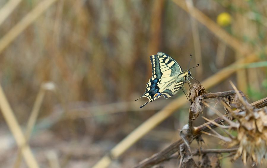 Mariposa papilio machaon