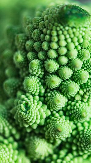 Coliflor romanesco con su aspecto fractal